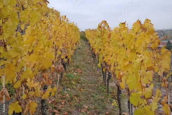 Fototapeta vineyard on a cloudy day