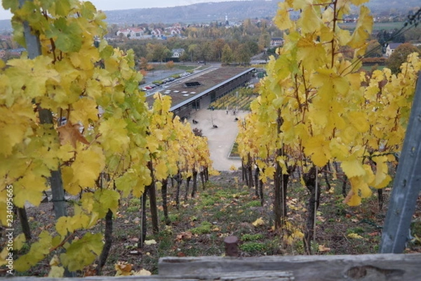 Obraz vineyard on a cloudy day