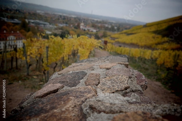 Obraz vineyard on a cloudy day