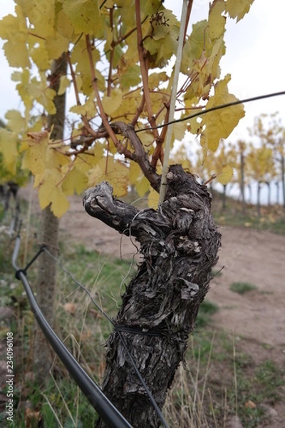 Fototapeta vineyard on a cloudy day