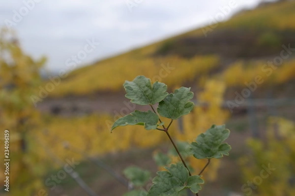 Fototapeta vineyard on a cloudy day