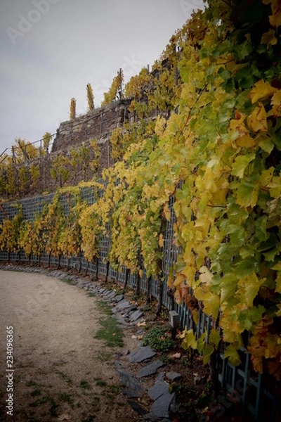 Obraz vineyard on a cloudy day
