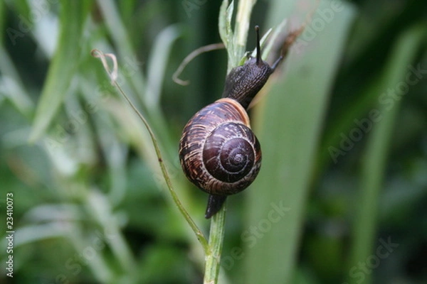 Obraz Schnecke