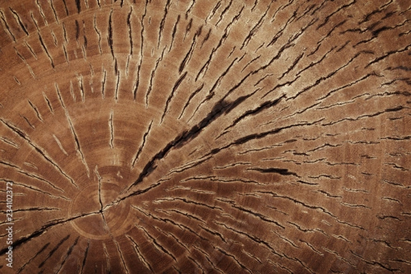 Fototapeta Cut Tree Trunk, Brown Wood Stump Texture