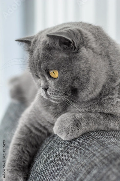 Obraz Graue Katze – Britisch Kurzhaar