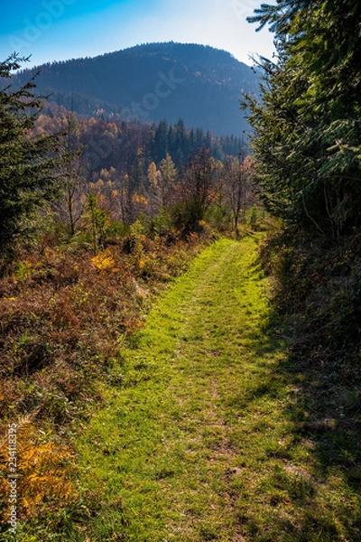 Fototapeta Black Forest in Germany