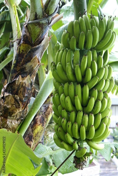 Obraz bunch of bananas