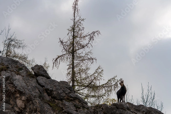 Fototapeta Gemse auf Felsen