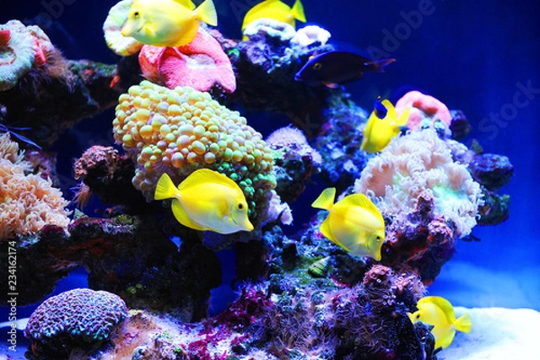 Fototapeta Beautiful background of the underwater world.