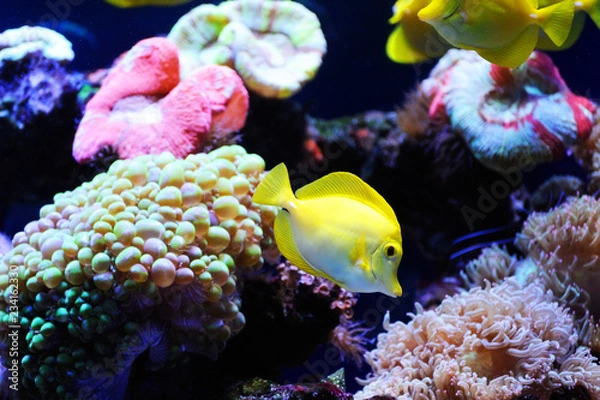 Fototapeta Beautiful background of the underwater world.