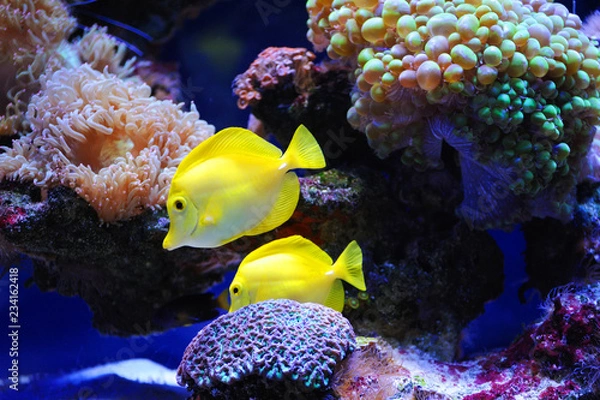 Fototapeta Beautiful background of the underwater world.