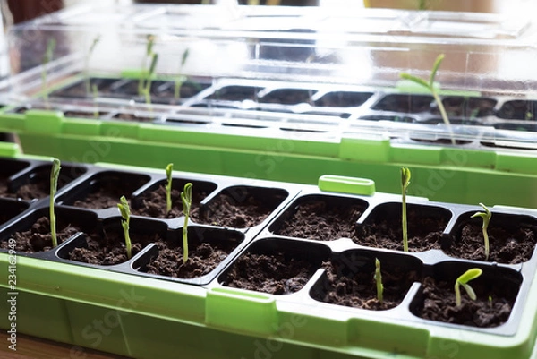 Obraz Homegrown young, delicate snow peas vegetable plants growing in a seedling container with healthy, organic fresh soil inside in the kitchen with natural light springtime