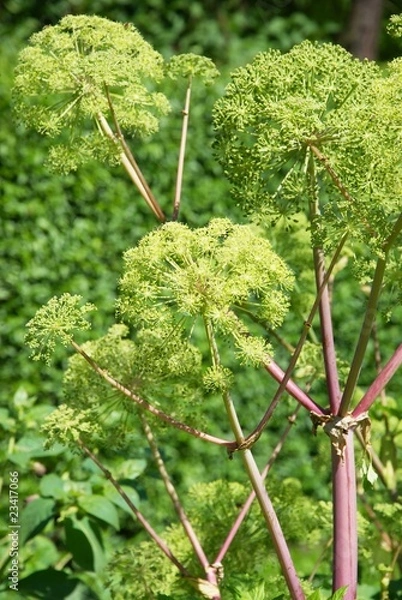 Obraz Engelwurz - Angelica