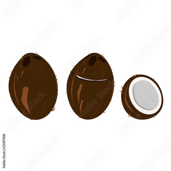 Fototapeta Coconuts set. Whole coconut, open coconut, half coconut. Vector