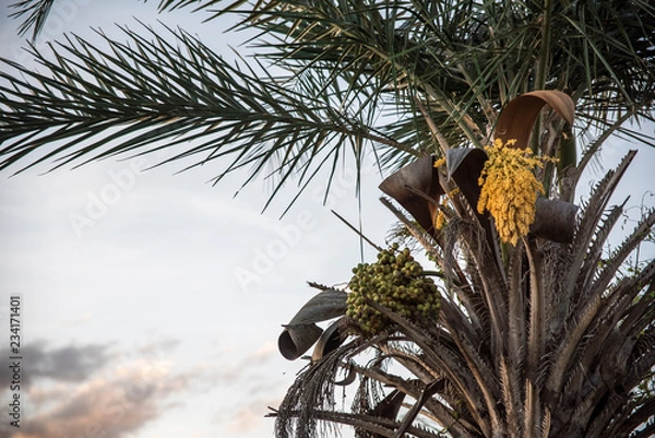 Obraz Cacho de licuri