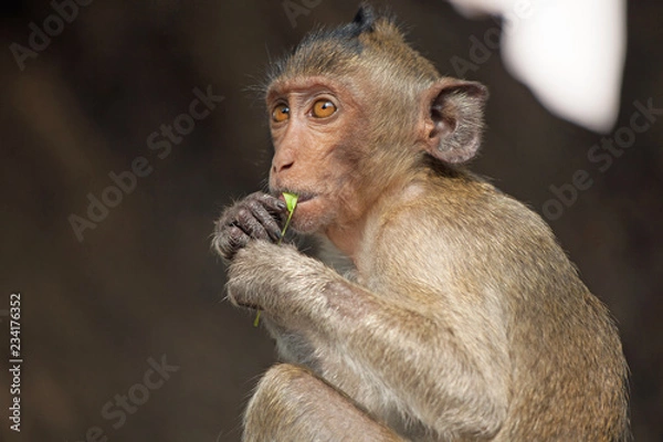 Obraz 可愛いサル　