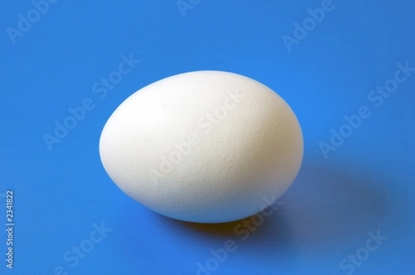 Fototapeta single hen egg close-up on blue background
