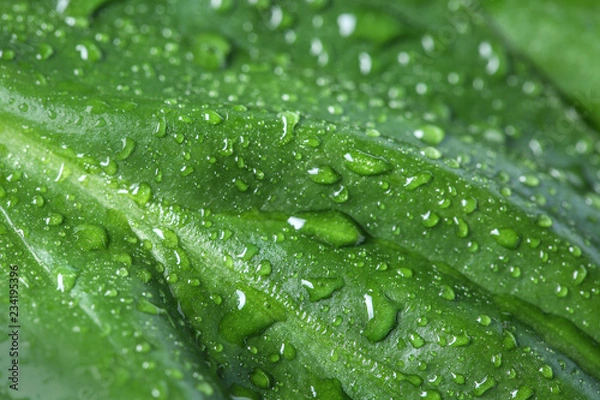 Fototapeta Macro view of water drops on green leaf