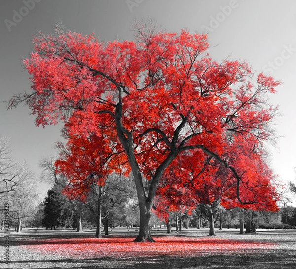 Obraz Big Red Tree w surrealistycznej czarno-białej krajobrazowej scenie