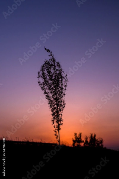 Obraz 冬の夕暮れ