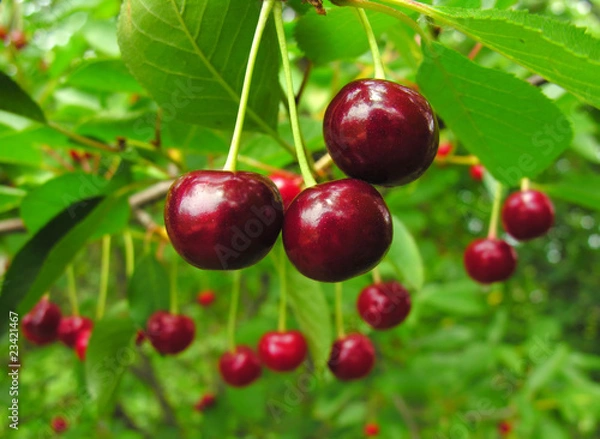 Fototapeta ripe cherry