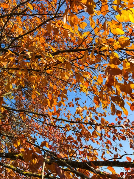 Obraz Yellow autumn leaves on trees in park