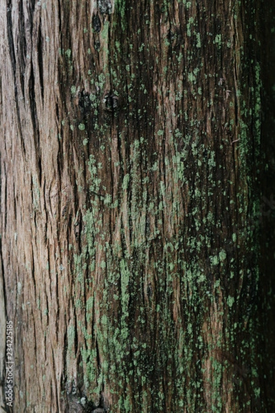 Fototapeta текстура коры ствола дерева