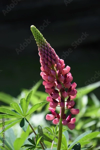 Fototapeta Lupine