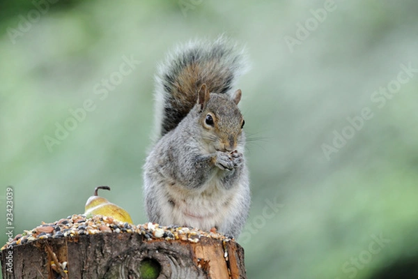 Obraz Grey Squirrel
