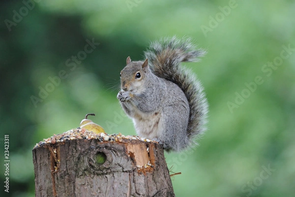Fototapeta Grey Squirrel