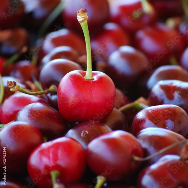 Obraz jolie cerise 2