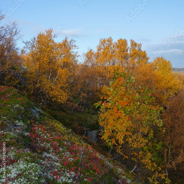 Fototapeta The dirt road is surrounded by autumn forest.