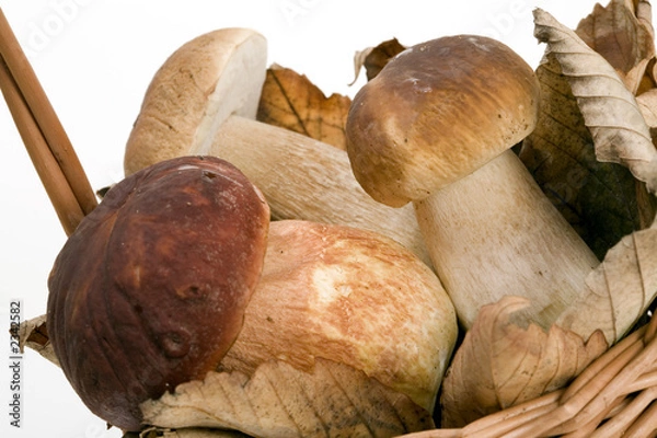 Obraz mushrooms