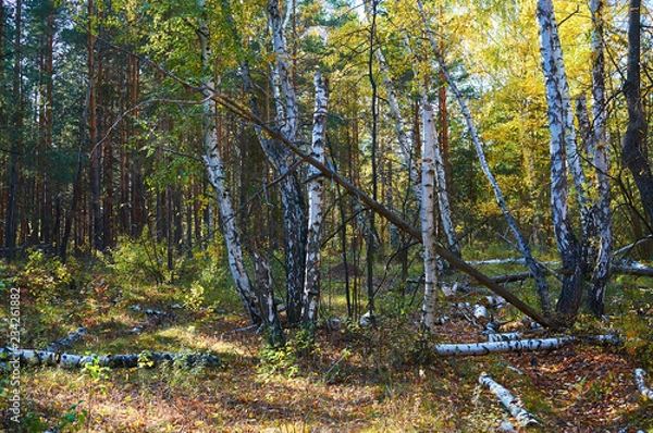 Obraz Dense birch deciduous green forest with fallen trees in sunny weather. Forest conservation area. Natural Park.