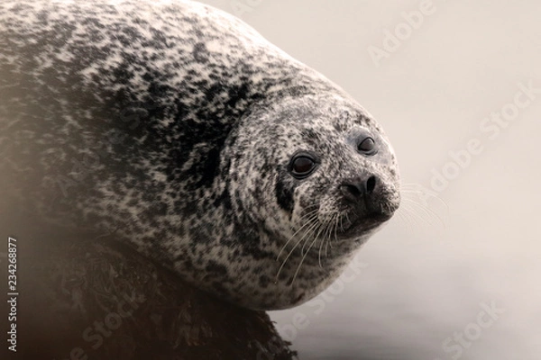 Obraz Common seal on rock