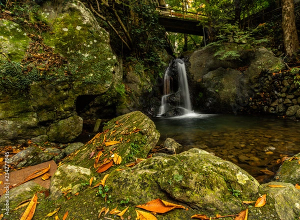 Obraz waterfall in the forest