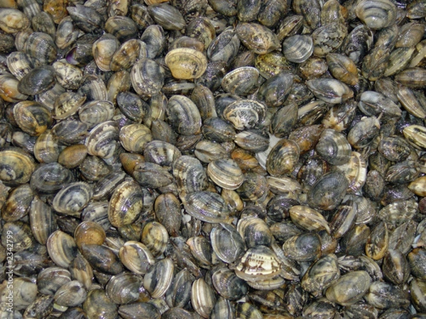 Obraz vongole