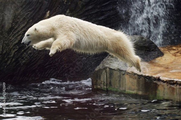 Obraz jumping polar bear