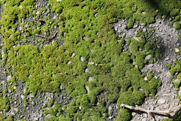 Obraz the texture of the moss on the asphalt