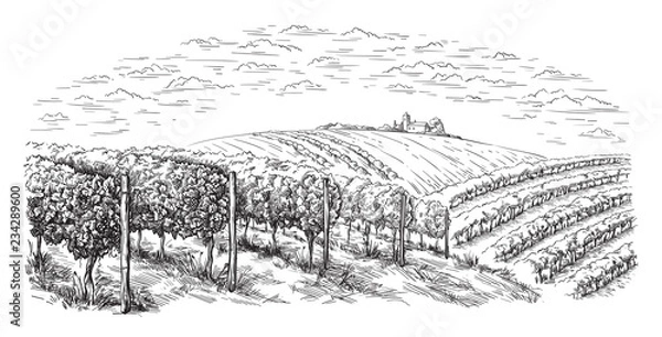 Fototapeta vine plantation hills, trees, clouds on the horizon vector illustration