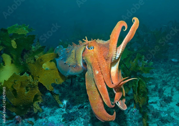 Obraz Hunting cuttlefish