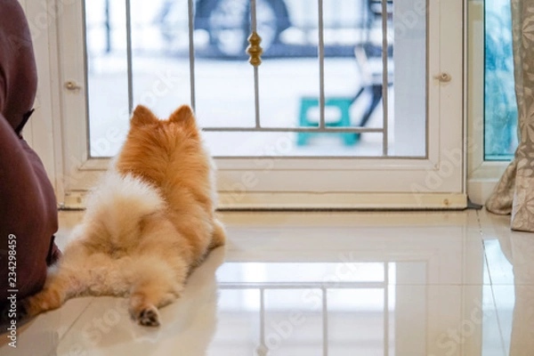 Obraz samotny pomorski pies czeka, aż ktoś otworzy drzwi. ładny szczeniak siedzi przy drzwiach wejściowych patrząc na zewnątrz, czekając na kogoś, kto wraca do domu.