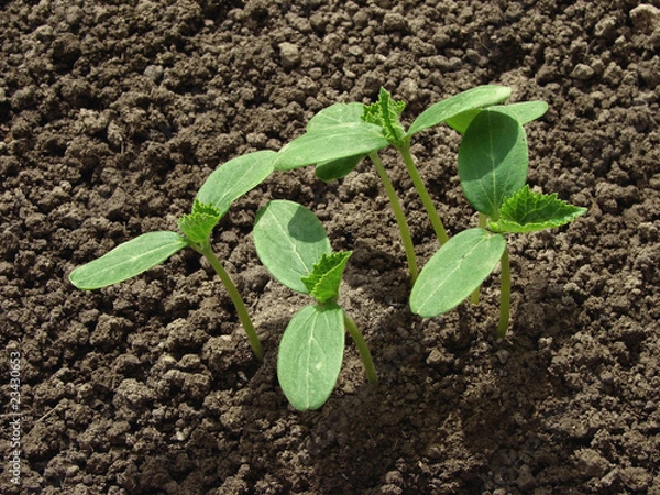 Obraz cucumber seedlings