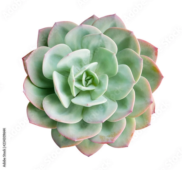 Obraz Green succulent cactus flower plant top view isolated on white background, clipping path included