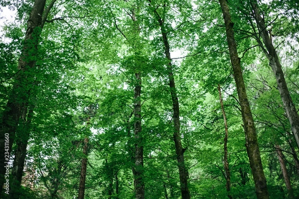 Obraz Peaceful forest