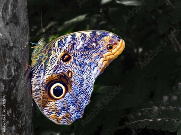 Obraz butterfly on the forest