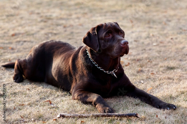 Obraz Lying black dog