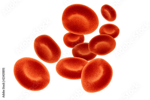 Obraz red blood cells