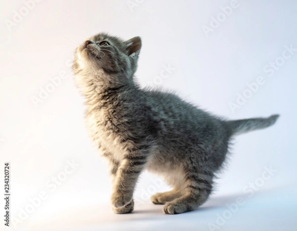 Obraz Cute gray cat looking up curiously.