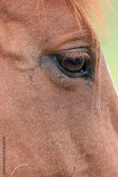Fototapeta The Front Of A Horses Face